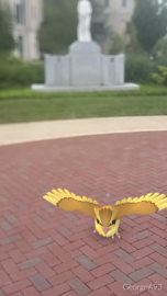 I broke my phone's camera a while ago, so now it won't focus on most things, but that Pidgey is in clear view!