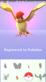 My Pidgey evolved to a Pidgeotto!